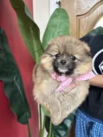 Chanel , a female Pomeranian for sale in Napa, CA – Photo 1 of 6