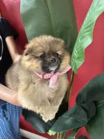 Chanel , a female Pomeranian for sale in Napa, CA – Photo 6 of 6