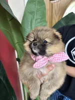 Chanel , a female Pomeranian for sale in Napa, CA – Photo 3 of 6