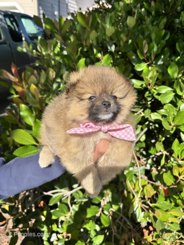 Chanel  – Pomeranian puppy for sale in Napa, CA