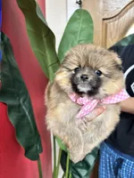 Chanel , a female Pomeranian for sale in Napa, CA – Photo 2 of 6