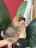 Chanel , a female Pomeranian for sale in Napa, CA – Photo 4 of 6