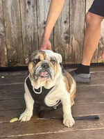 Estrella , a female English Bulldog for sale in Napa, CA – 3 of 3