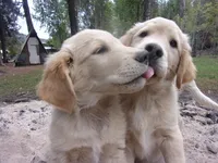 Archie, a male Golden Retriever and English Cream Golden Retriever for sale in Priest River, ID – 3 of 6