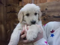 Lemontine, a female Golden Retriever and English Cream Golden Retriever for sale in Priest River, ID – 1 of 4