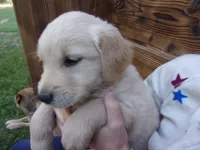 Duchess, a female Golden Retriever and English Cream Golden Retriever for sale in Priest River, ID – 3 of 3