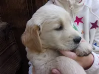 Ellie, a female Golden Retriever and English Cream Golden Retriever for sale in Priest River, ID – 4 of 4