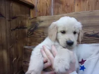 Lemontine, a female Golden Retriever and English Cream Golden Retriever for sale in Priest River, ID – 4 of 4