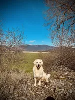 Archie, a male Golden Retriever and English Cream Golden Retriever for sale in Priest River, ID – 5 of 6