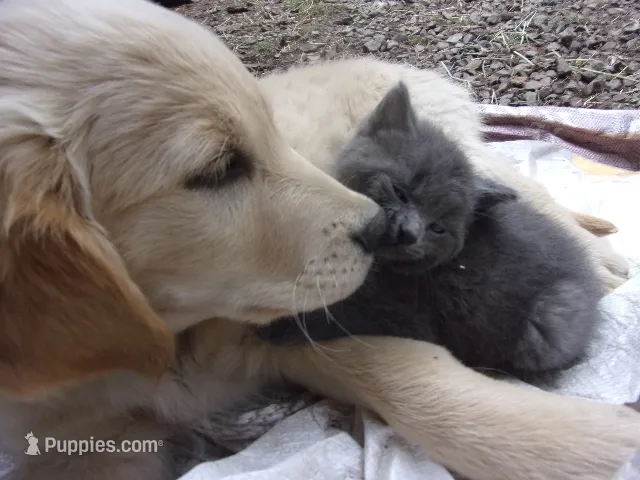 Archie – Golden Retriever, English Cream Golden Retriever puppy for sale in Priest River, ID