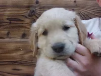 Guy, a male Golden Retriever and English Cream Golden Retriever for sale in Priest River, ID – 4 of 4