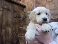 Duchess, a female Golden Retriever and English Cream Golden Retriever for sale in Priest River, ID – 2 of 3