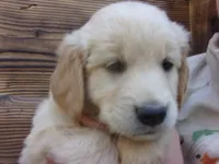 Archie, a male Golden Retriever and English Cream Golden Retriever for sale in Priest River, ID – 1 of 4