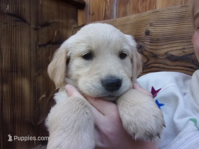 Duchess – Golden Retriever, English Cream Golden Retriever puppy for sale in Priest River, ID