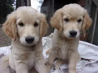 Archie, a male Golden Retriever and English Cream Golden Retriever for sale in Priest River, ID – 2 of 6