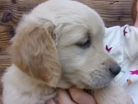 Guy, a male Golden Retriever and English Cream Golden Retriever for sale in Priest River, ID – 2 of 4