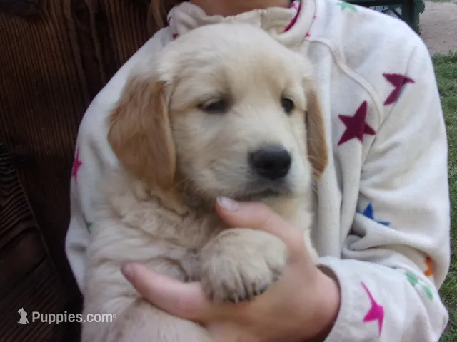 Ellie – Golden Retriever, English Cream Golden Retriever puppy for sale in Priest River, ID