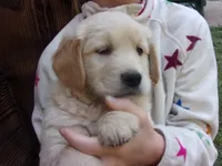 Ellie, a female Golden Retriever and English Cream Golden Retriever for sale in Priest River, ID – 1 of 4