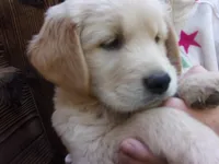 Ellie, a female Golden Retriever and English Cream Golden Retriever for sale in Priest River, ID – 3 of 4