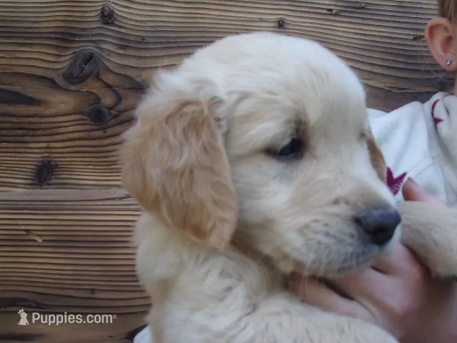 Guy – Golden Retriever, English Cream Golden Retriever puppy for sale in Priest River, ID