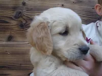 Guy, a male Golden Retriever and English Cream Golden Retriever for sale in Priest River, ID – 3 of 4