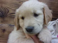 Archie, a male Golden Retriever and English Cream Golden Retriever for sale in Priest River, ID – 3 of 4