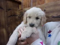 Lemontine, a female Golden Retriever and English Cream Golden Retriever for sale in Priest River, ID – 2 of 4