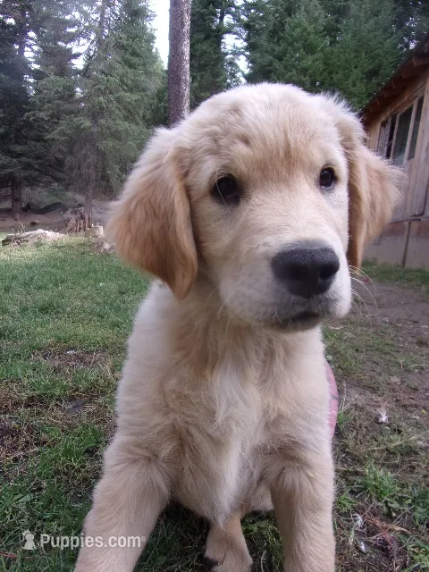 Guy – Golden Retriever, English Cream Golden Retriever puppy for sale in Priest River, ID