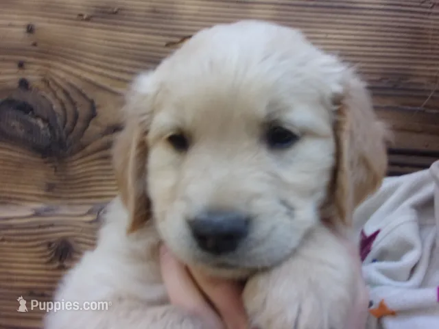 Guy – Golden Retriever, English Cream Golden Retriever puppy for sale in Priest River, ID
