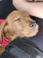 processed/563935d1-e0f1-470c-9d6d-f375111dd965/listing/1555fcbf-cbaa-41b9-82b3-835a40d38309/9c5d3efa-d1a6-492a-9961-bd3f84a1bfa1