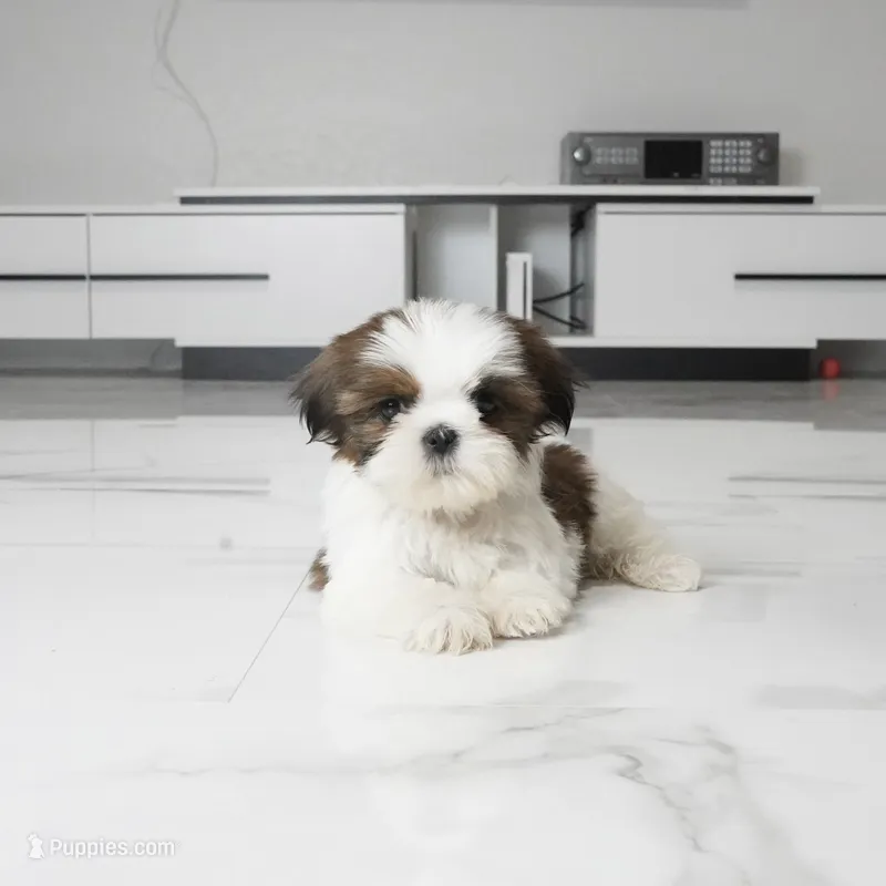 Cici – Shih Tzu puppy for sale in Los Angeles, CA