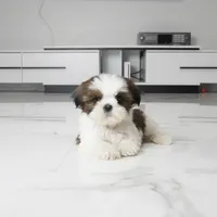 Cici, a female Shih Tzu for sale in Los Angeles, CA – 1 of 4