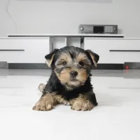 Ace, a male Yorkshire Terrier for sale in Los Angeles, CA – 2 of 5