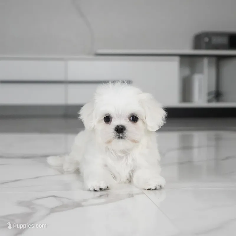 Callie – Maltese puppy for sale in Los Angeles, CA