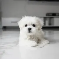 Marley, a male Maltese for sale in Los Angeles, CA – 2 of 4
