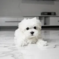 Max, a male Maltese for sale in Los Angeles, CA – 2 of 4