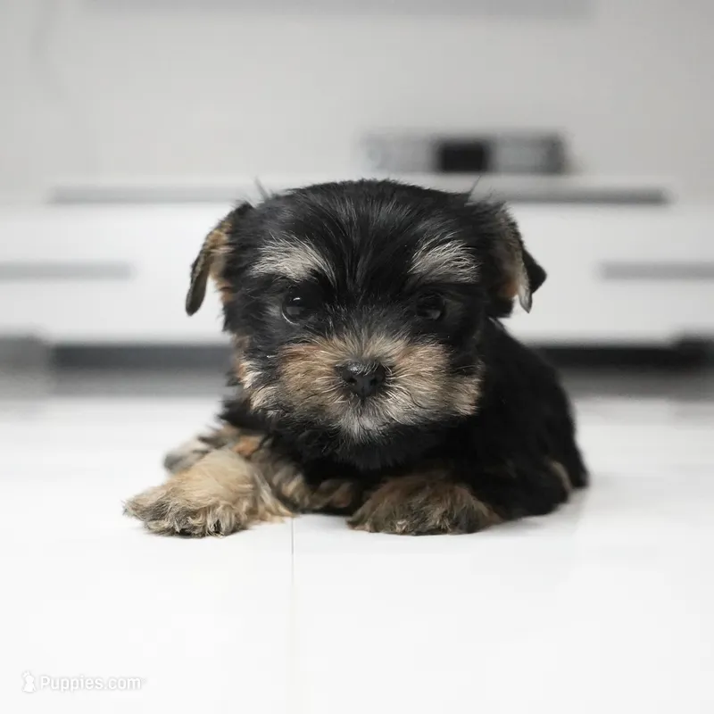 Mochi – Yorkshire Terrier puppy for sale in Los Angeles, CA