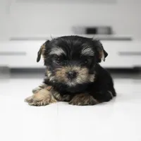 Mochi, a female Yorkshire Terrier for sale in Los Angeles, CA – 1 of 2