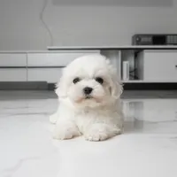 Marley, a male Maltese for sale in Los Angeles, CA – 3 of 5