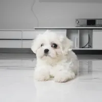 Max, a male Maltese for sale in Los Angeles, CA – 4 of 4