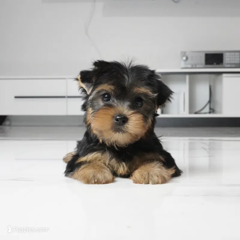 Bella – Yorkshire Terrier puppy for sale in Los Angeles, CA