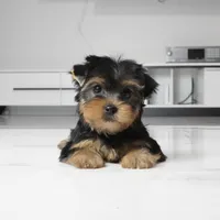 Bella, a female Yorkshire Terrier for sale in Los Angeles, CA – 1 of 3
