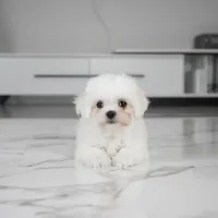 Cooper, a male Maltese for sale in Los Angeles, CA – 2 of 2