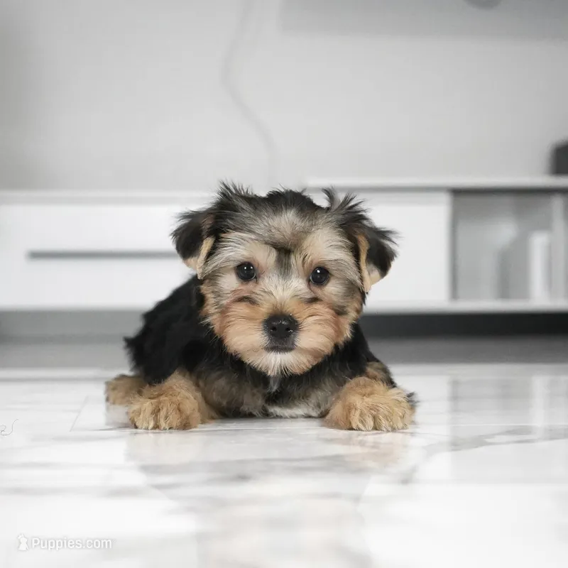 Bentley – Yorkshire Terrier puppy for sale in Los Angeles, CA