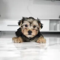 Bentley, a male Yorkshire Terrier for sale in Los Angeles, CA – Photo 3 of 4