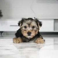 Bentley, a male Yorkshire Terrier for sale in Los Angeles, CA – Photo 2 of 4