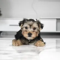 Bentley, a male Yorkshire Terrier for sale in Los Angeles, CA – Photo 4 of 4