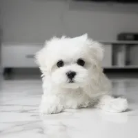 Max, a male Maltese for sale in Los Angeles, CA – 4 of 4