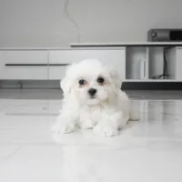 Teddy, a male Maltese for sale in Los Angeles, CA – 2 of 3