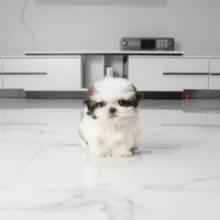 Teacup Charlie, a male Shih Tzu for sale in Los Angeles, CA – 3 of 5